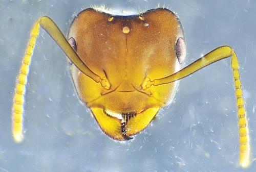 Réf. 311 438 : Lasius sp.